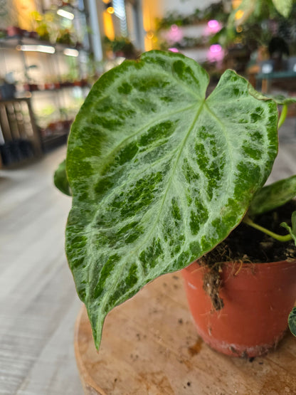 Anthurium Silver Blush Mint