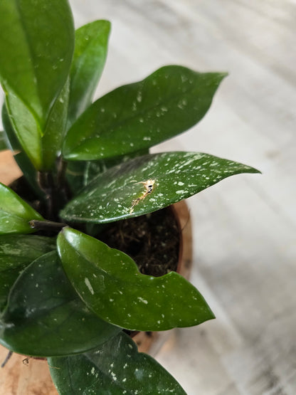 Hoya Carnosa Stardust