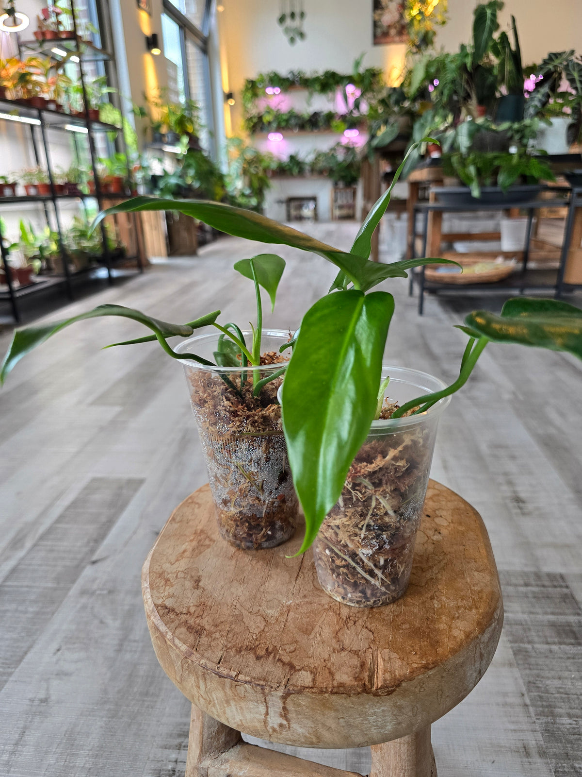 Philodendron Golden Dragon (JP)