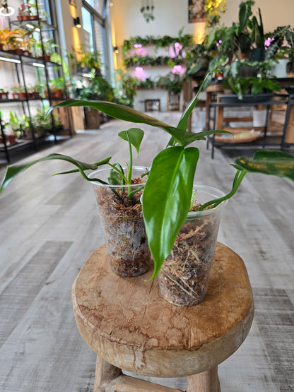 Philodendron Golden Dragon (JP)