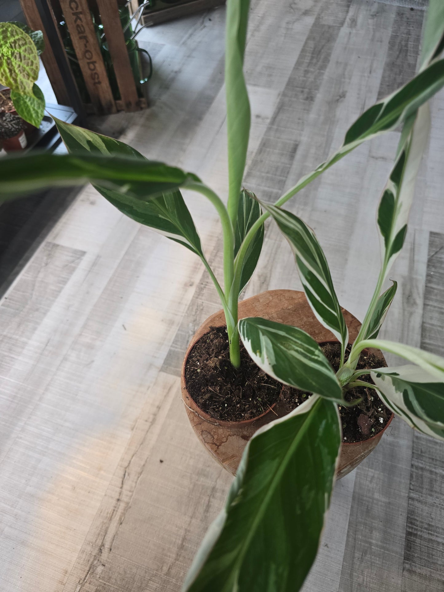 Musa Florida Variegated