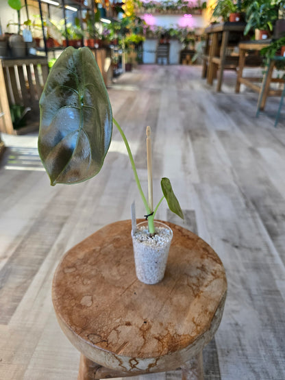 Alocasia Cuprea (JP)