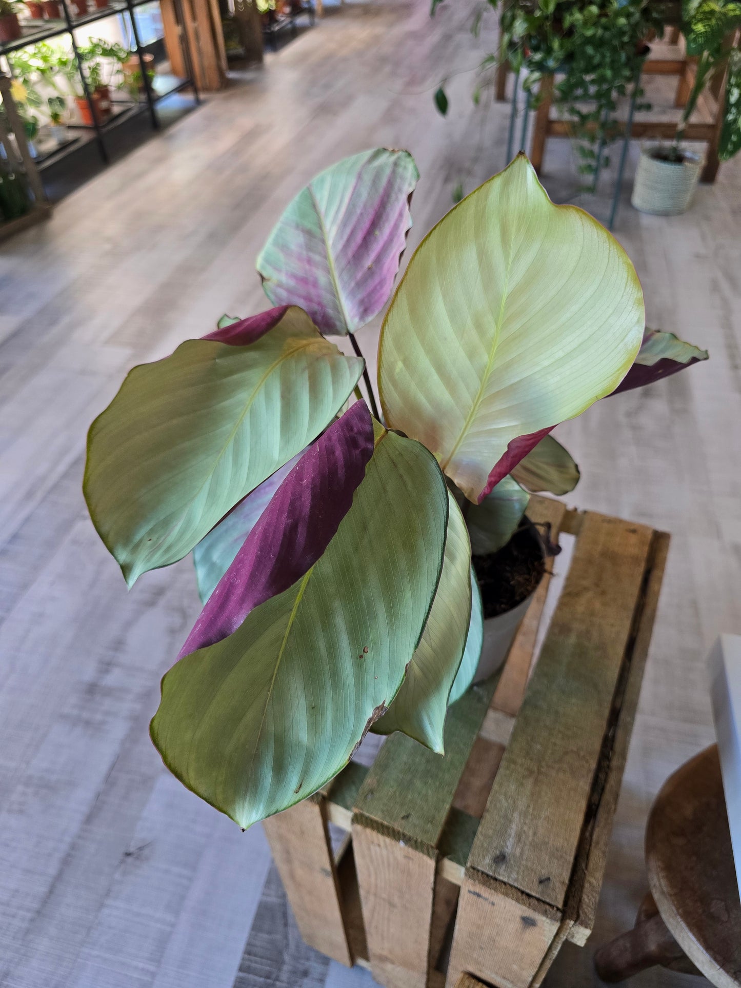 Calathea 'Silver Plate'