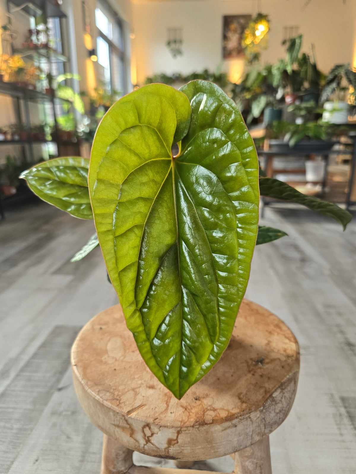 Anthurium Radicans x Luxurians (LS 26)