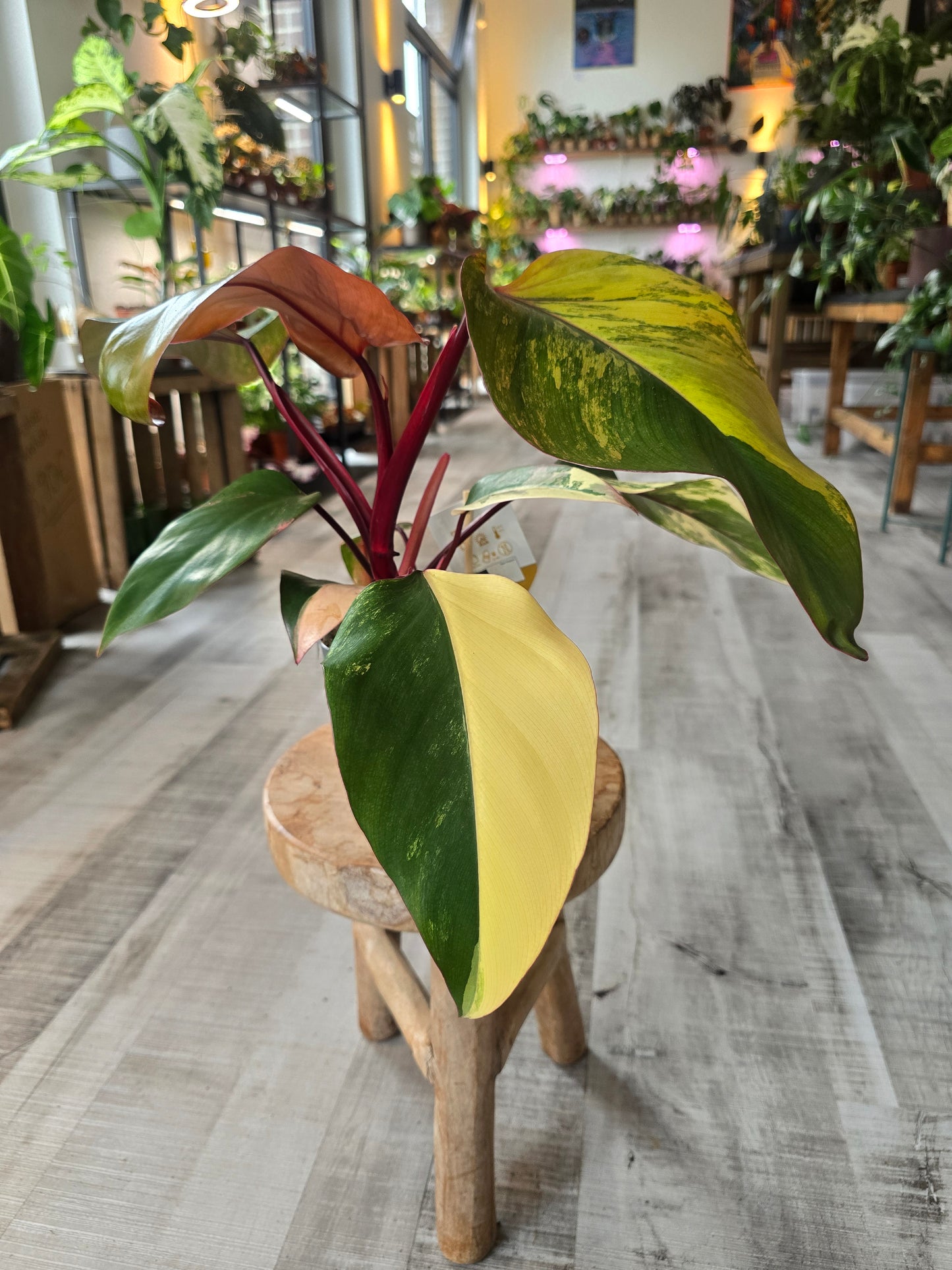Philodendron Strawberry Shake (1)