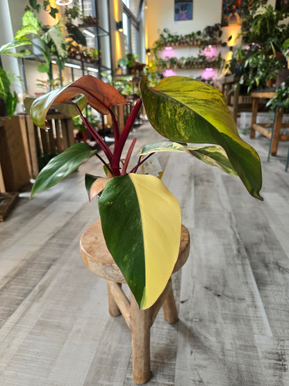 Philodendron Strawberry Shake (1)