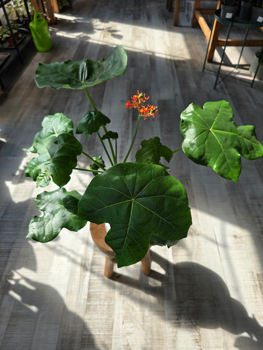 Jatropha Podagrica