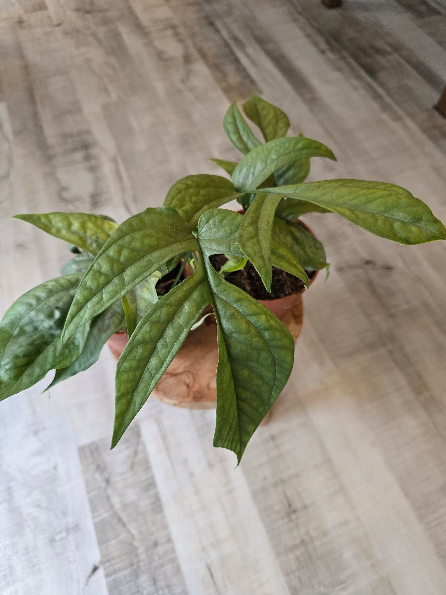 Amydrium Medium Silver