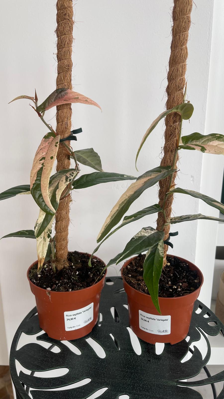 Ficus sagittata 'Variegata'