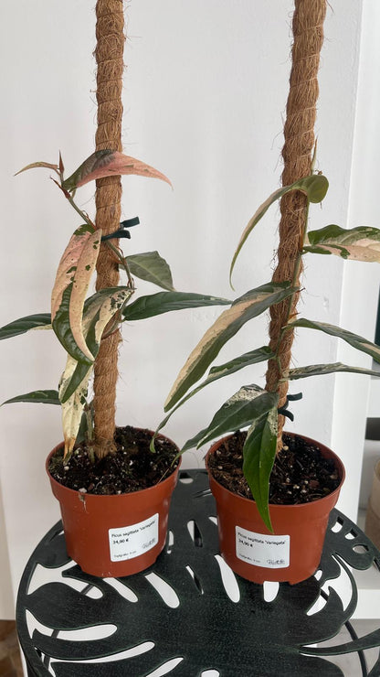 Ficus sagittata 'Variegata'