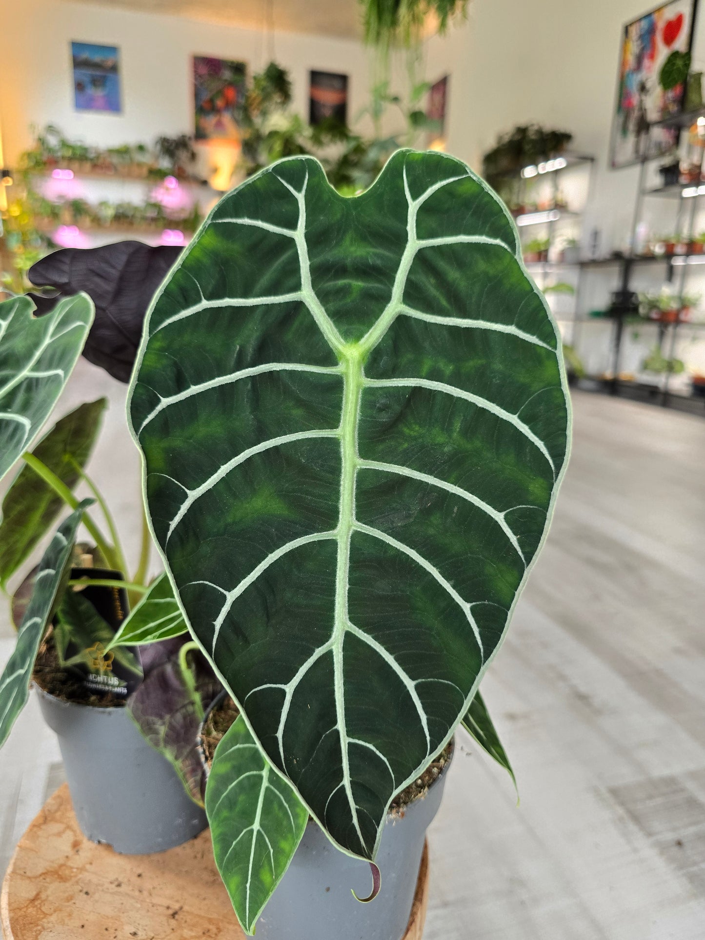Alocasia Pride of Curup