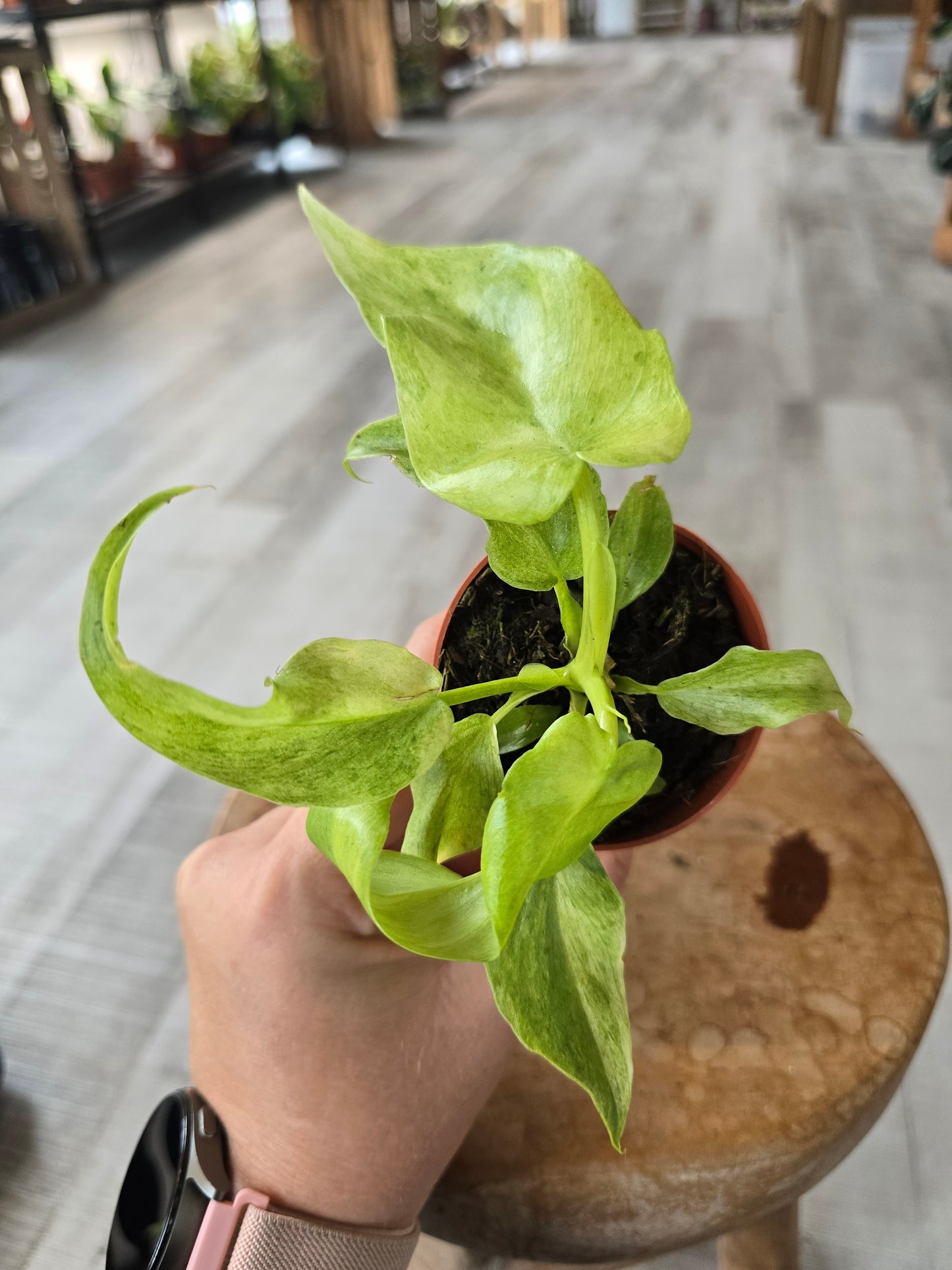 Philodendron Bob Cee 'mint variegata'