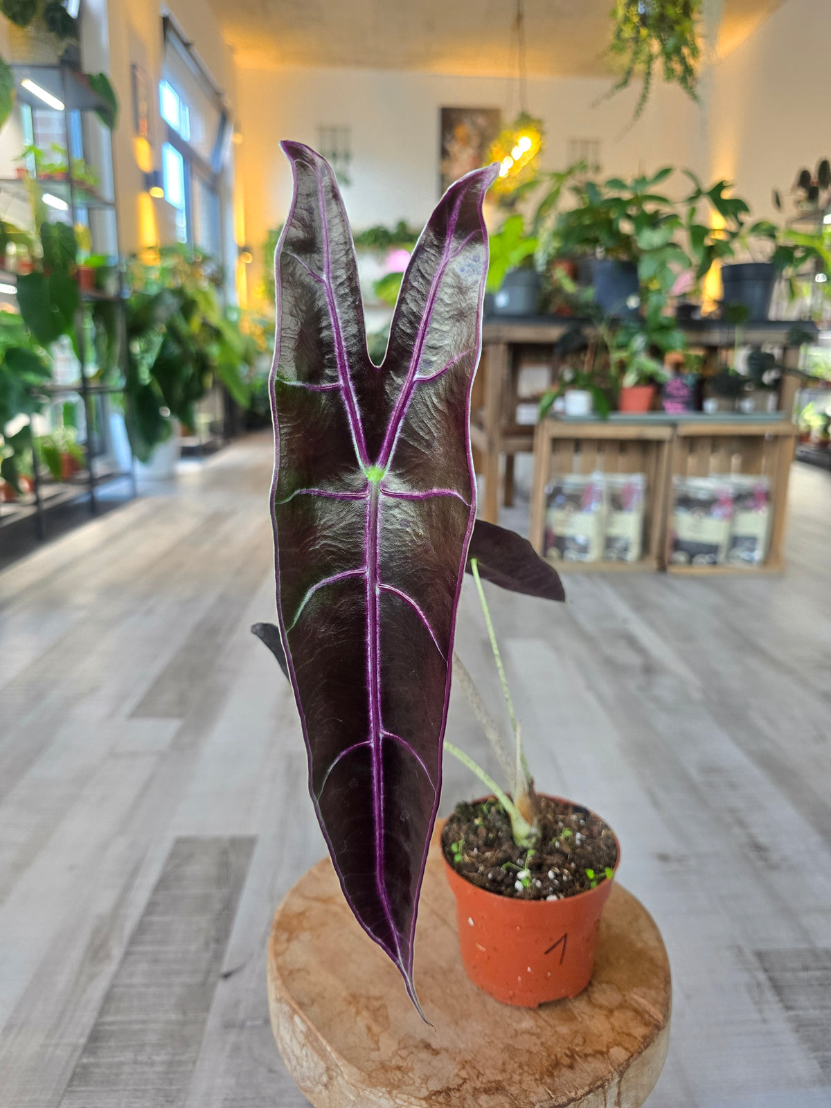 Alocasia Longiloba 'Purple'