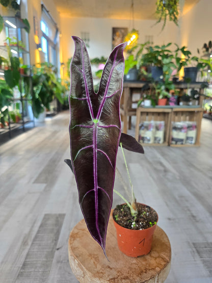 Alocasia Longiloba 'Purple'