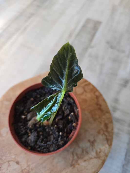 Alocasia Loco (JP)