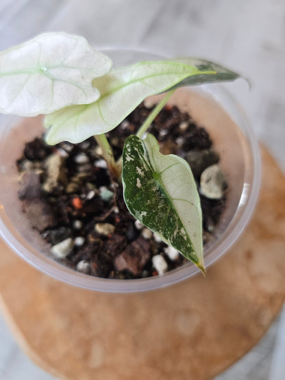 Alocasia Polly Pink Variegata (high variegated P1)