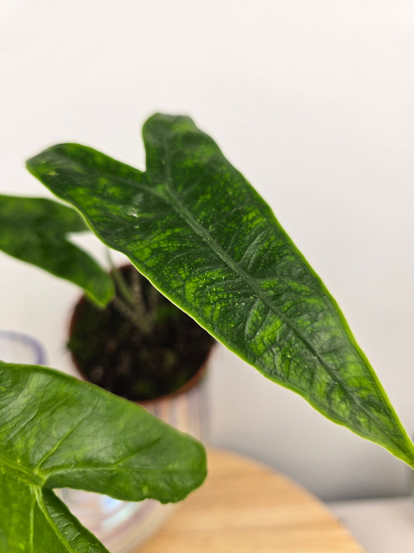 Alocasia zebrina 'Reticulata'