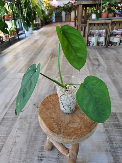 Syngonium chiapense variegata (JP1)