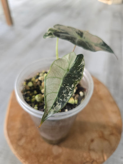 Alocasia Polly pink variegata (high variegated P1)