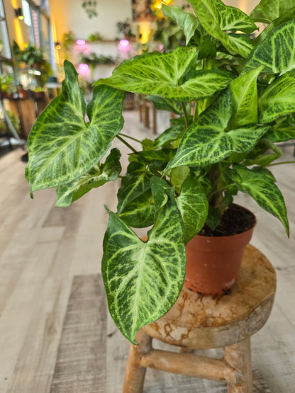 Syngonium Podophyllum 'Arrow'