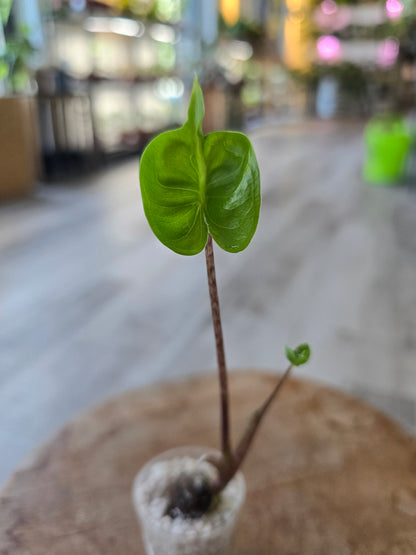 Alocasia Stingray (JP)