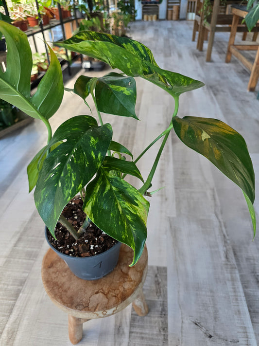 Epipremnum Pinnatum Cintho Goldfinger