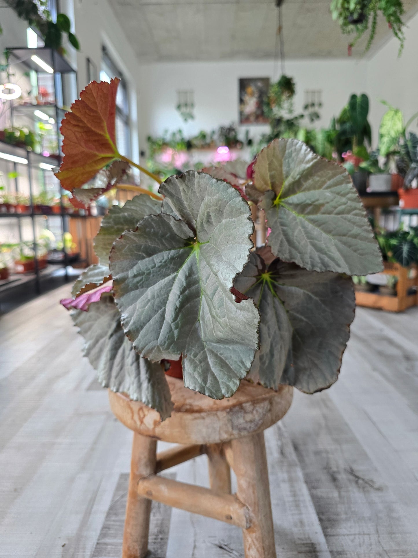 Begonia 'Grey Earl'