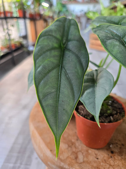 Alocasia Puncak Borneensis
