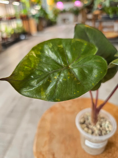 Alocasia Yucatan Princess (ex variegata)