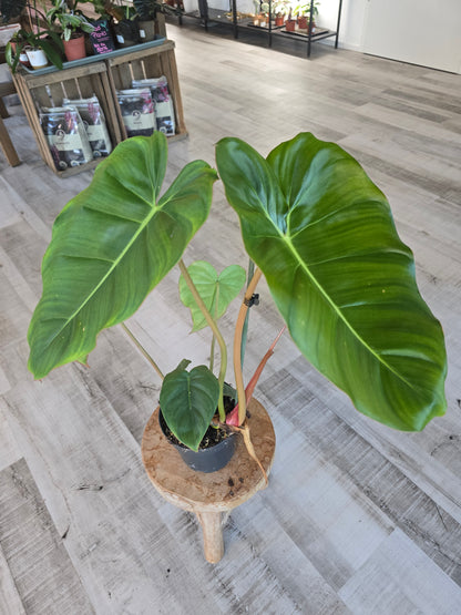 Philodendron billietiae × pastazanum