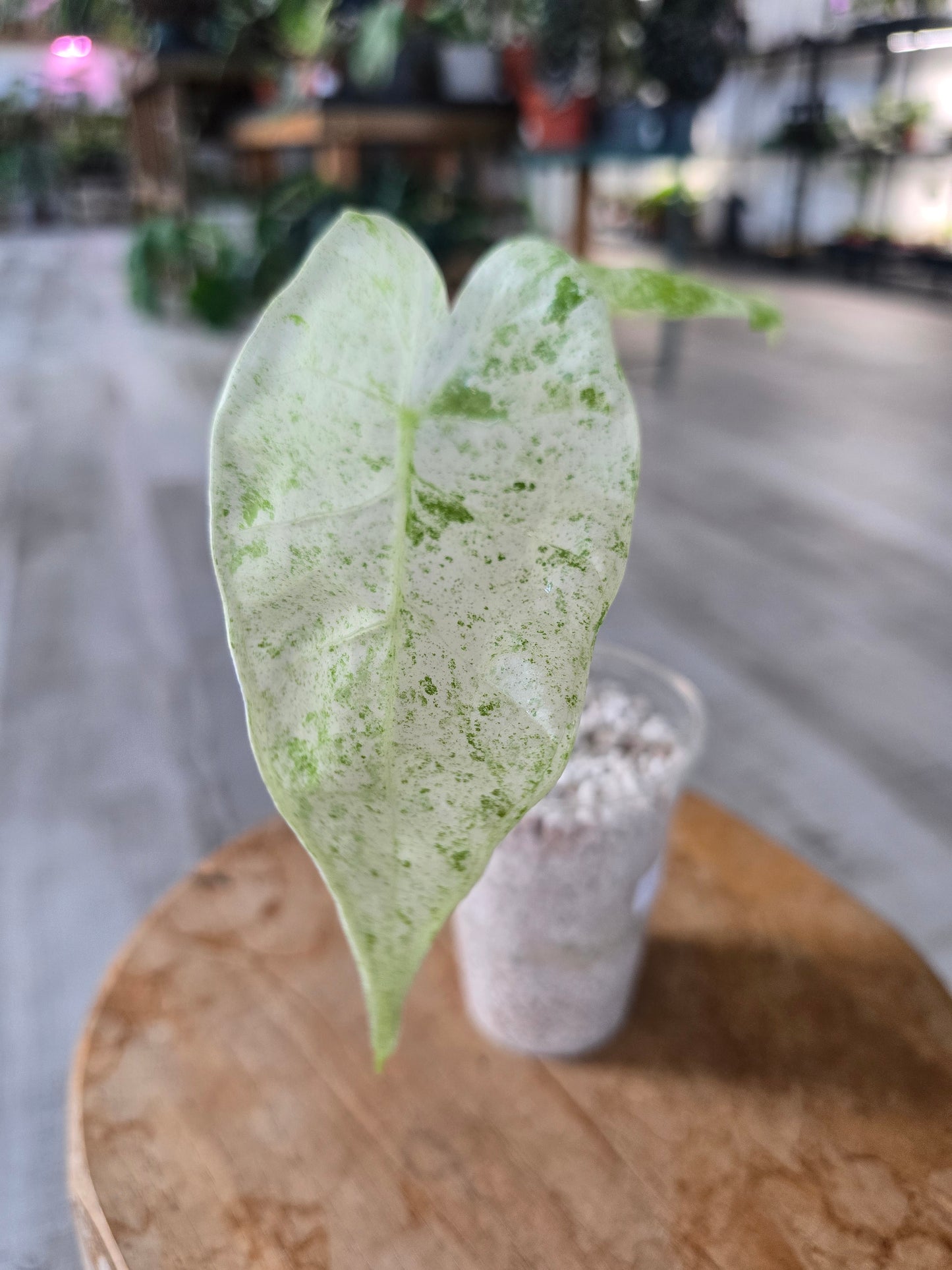 Alocasia Macrorrhiza Splash (JP1)