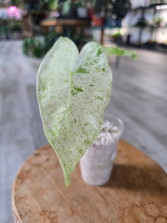 Alocasia Macrorrhiza Splash (JP1)