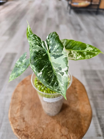 Alocasia Frydek variegata (JP)
