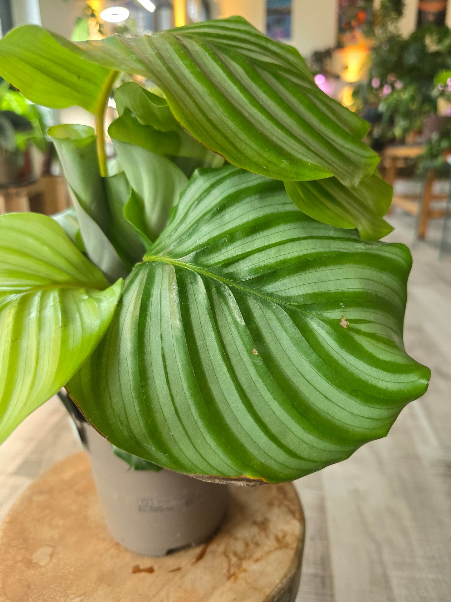 Calathea Orbifolia