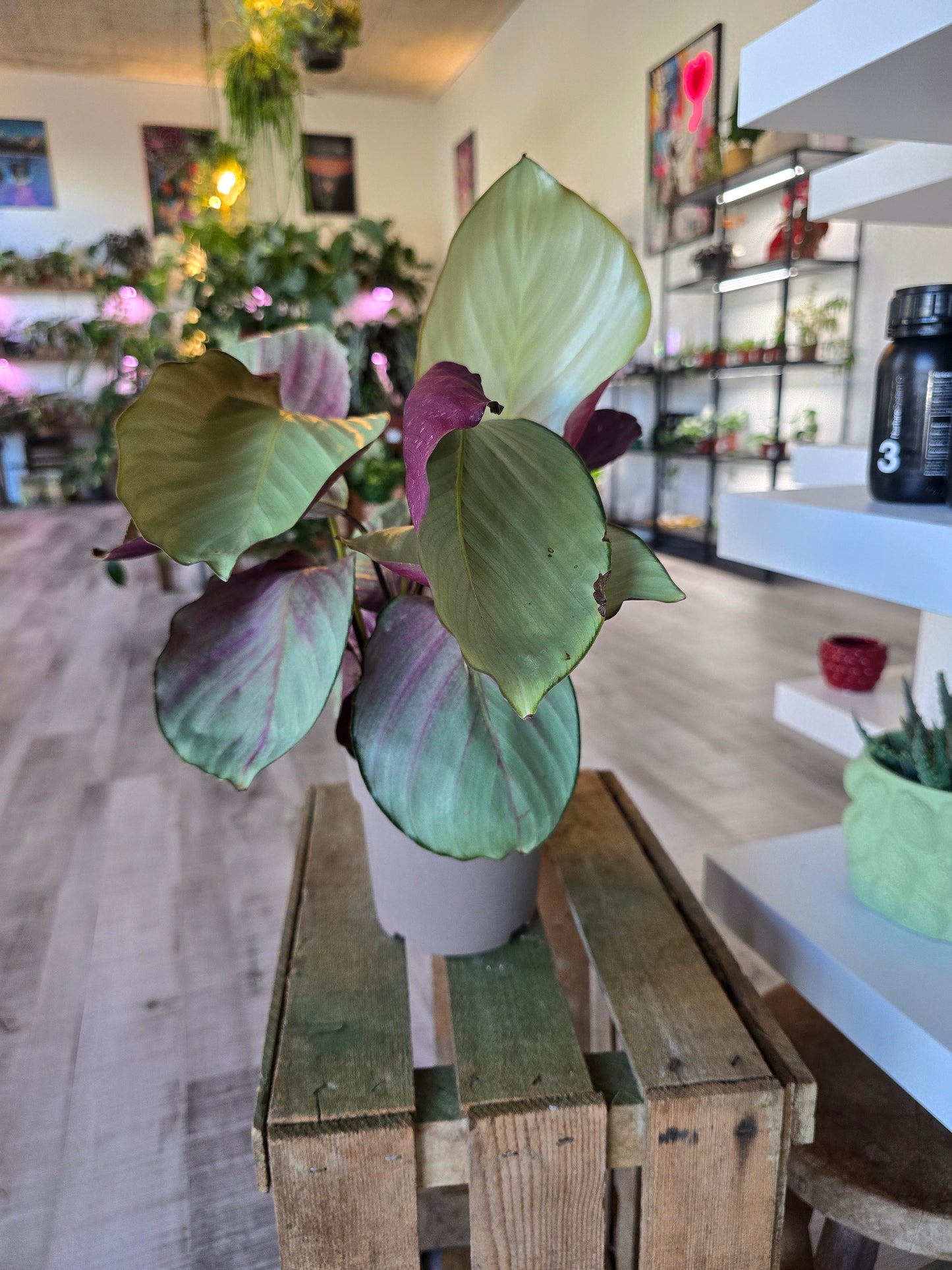 Calathea 'Silver Plate'