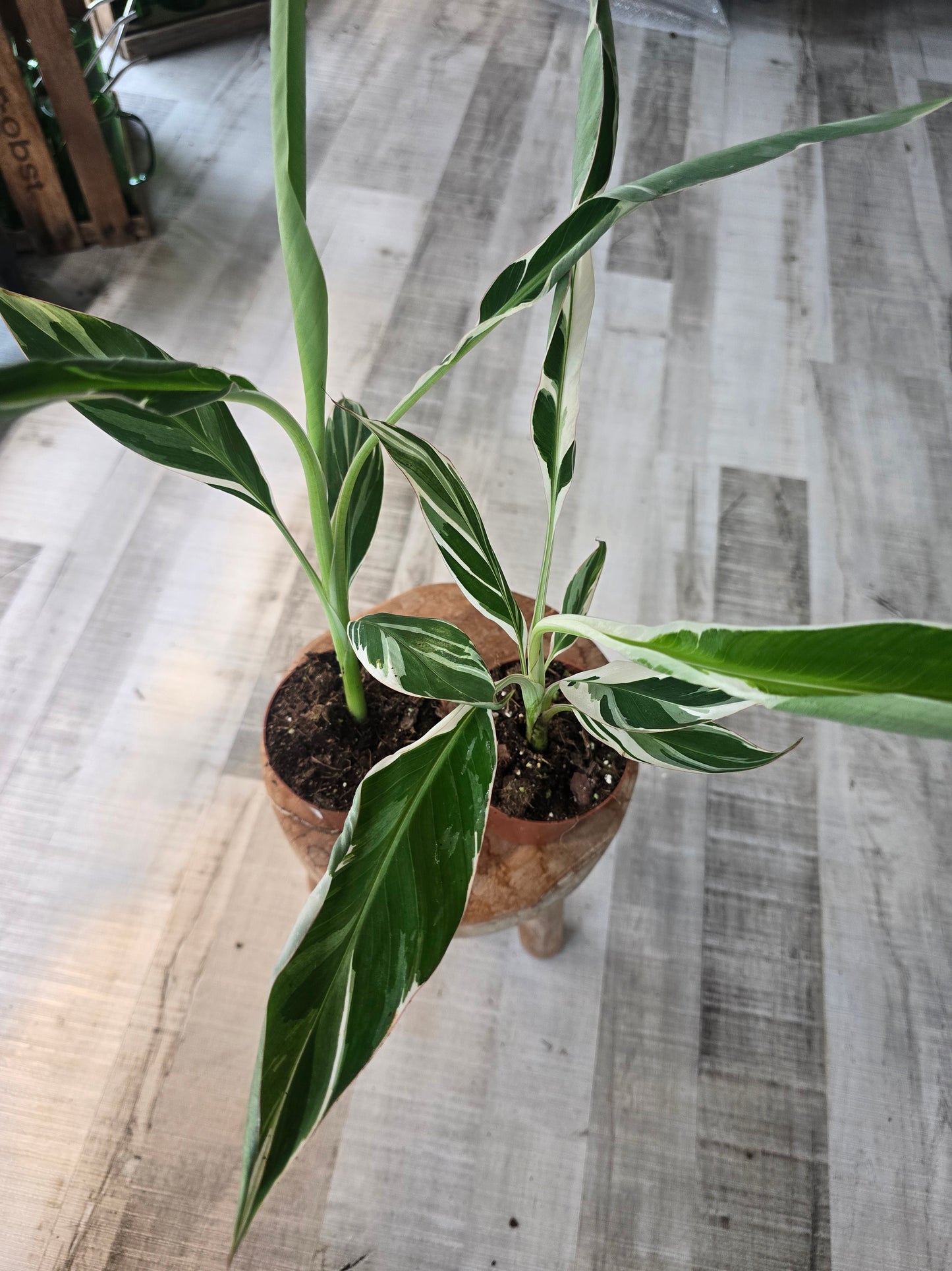 Musa Florida Variegated