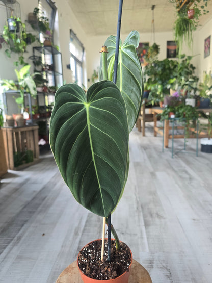 Philodendron Melanochrysum (SC)