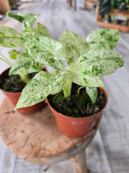 Alocasia odora 'Batik Variegata'