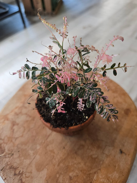 Phyllanthus urinaria pink variegata