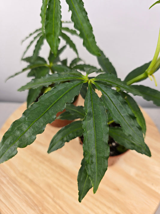 Anthurium polyschistum
