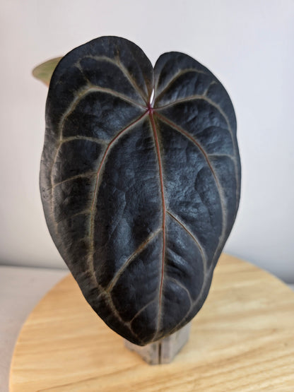 Anthurium Michelle Hot Pink 23 x Red Velvet Cake 24 by DocBlock