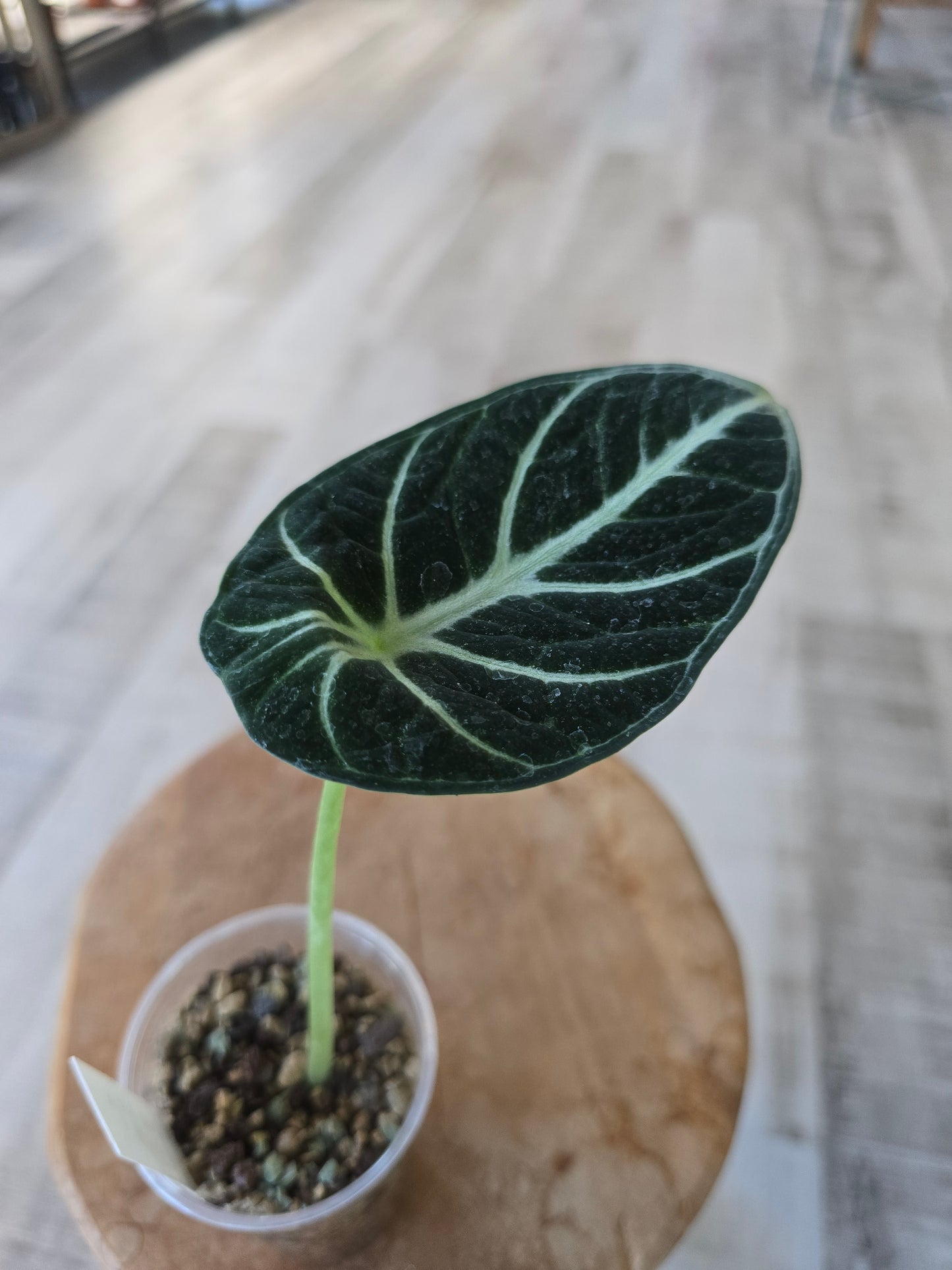 Alocasia Ninja (JP)