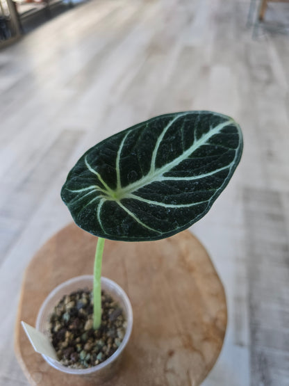 Alocasia Ninja (JP)