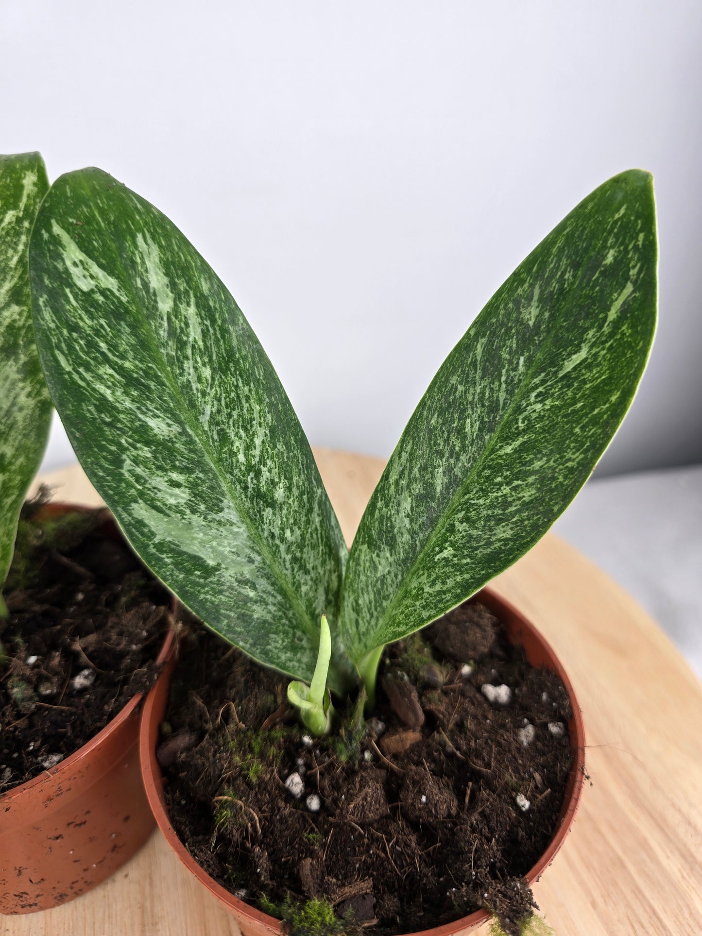 Rhaphidophora elliptica mint