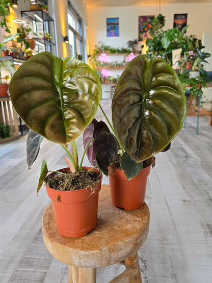 Alocasia Cuprea Red Secret