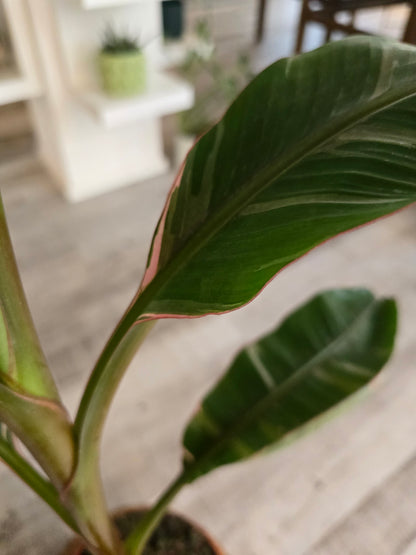 Musa nono 'pink'