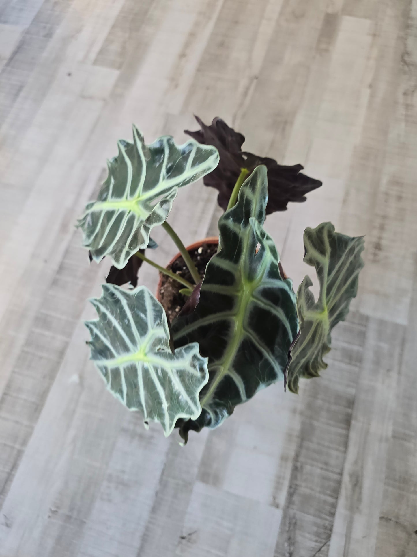 Alocasia Polly