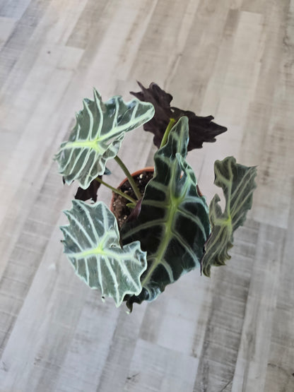 Alocasia Polly