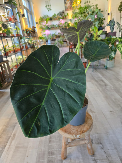 Alocasia Regal Shield