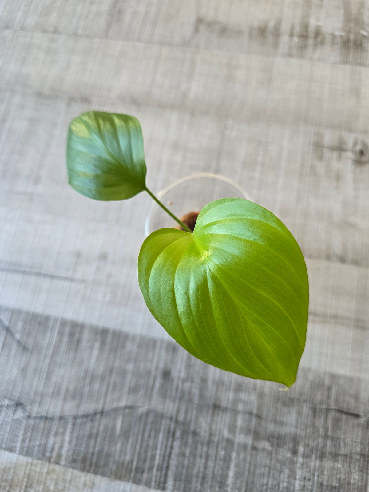 Homalomena rubescens 'Maggy'